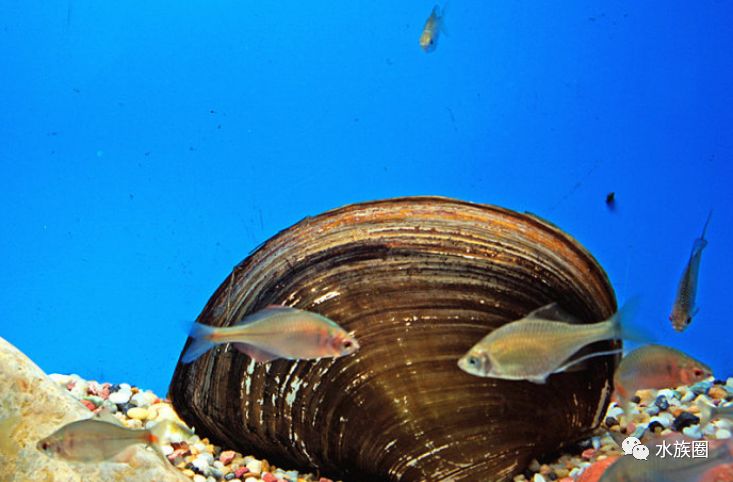 原生鱼之鳑鲏鱼,钓友讨厌它,水族爱好者追捧,曾烂大街现在是稀有观赏