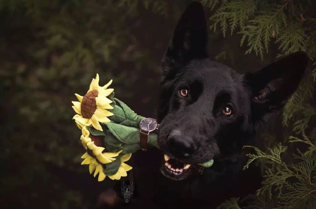 每日吸丨警犬一个个也都是小鲜肉