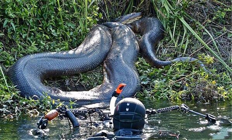 实拍巴西热带8米长巨型蟒蛇如此巨蟒让人头皮发麻