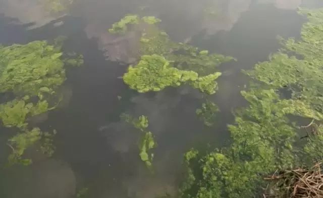 前期工作做的不到位,青苔是属于底栖植物,水中所有是丝状的,绿色的,就