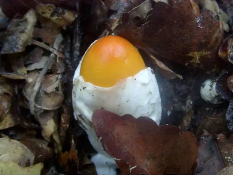 舌尖上的鸡蛋菌真的太像鸡蛋了