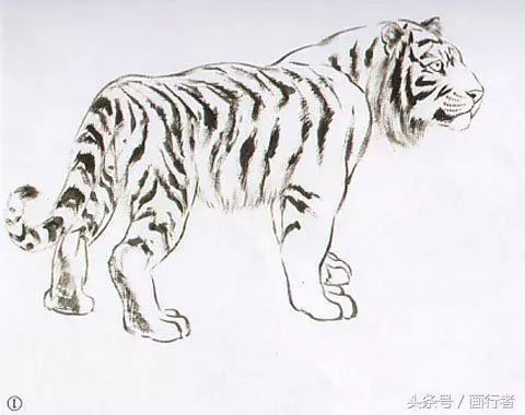 国画老虎的画法图文详解