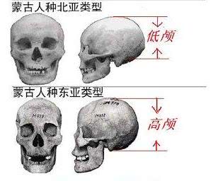 体现在外在样貌特征上,北亚,南亚,东亚类型的对比