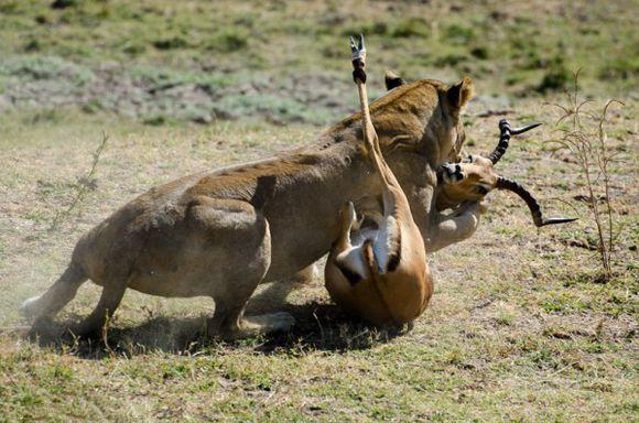 狮子捕食羚羊将其扑到在地,不料狮子的同伴来了羚羊悲剧了
