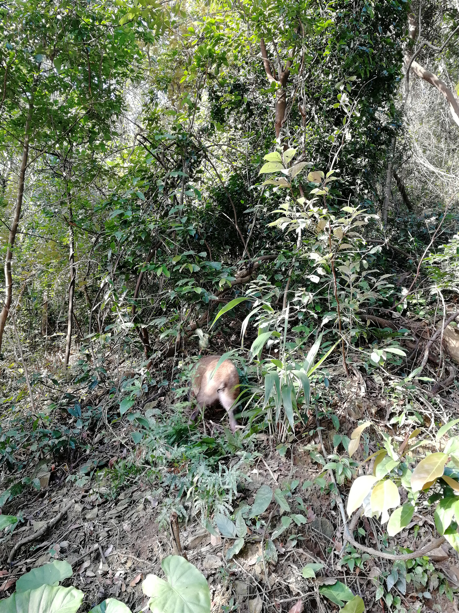 小山猪因雾误闯清远古龙峡玻璃桥后腿直劈叉而成网红