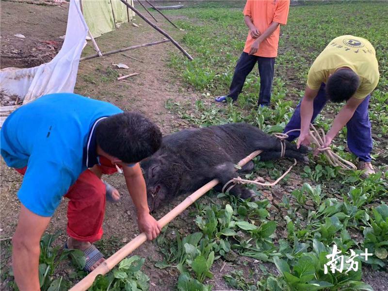 视频丨江门一头圈养野猪公"越狱","惨遭"公安特警围剿