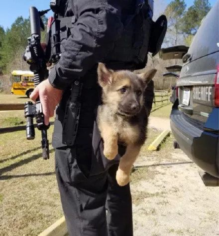 每日吸丨警犬一个个也都是小鲜肉