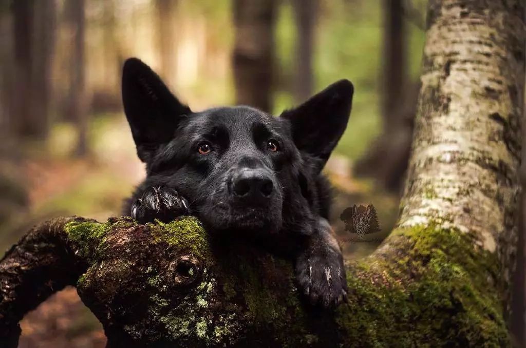 每日吸丨警犬一个个也都是小鲜肉