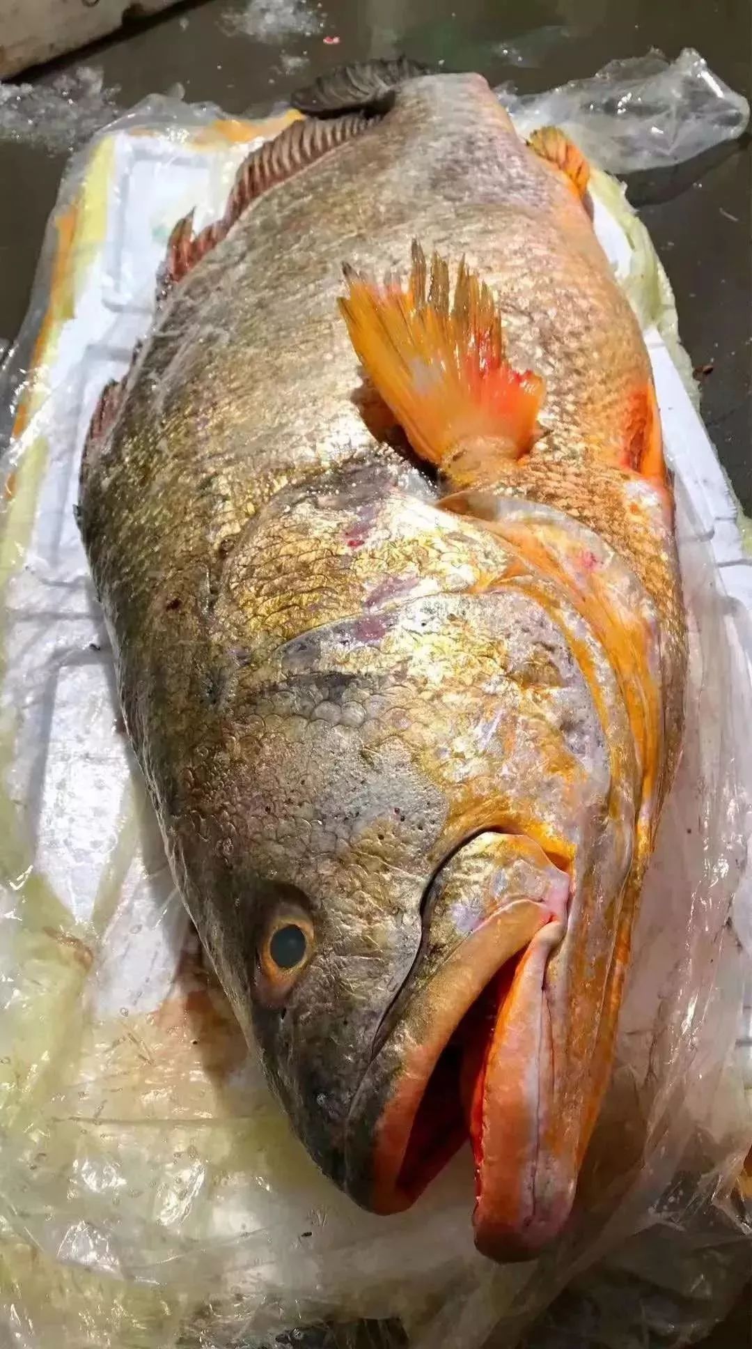 温州渔民捕到一条大鱼,有人预估200万!