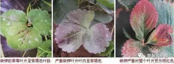 【草莓水肥】草莓缺素的表现及预防(一)_叶片