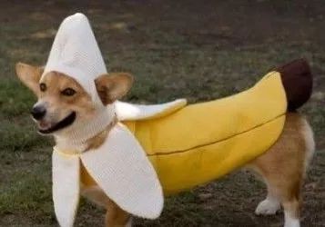 穿香蕉衣服的小狗