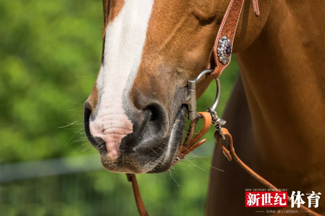 让马儿乖乖听话我有神器