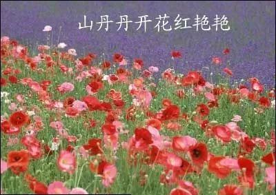 郭兰英山丹丹开花红艳艳曲谱_山丹丹开花红艳艳曲谱