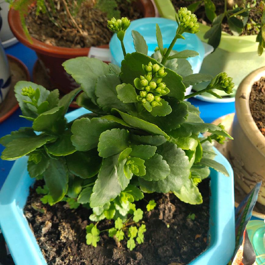 长寿花刚起花苞就一直下雨处理不对今年长寿花就凉凉没花了