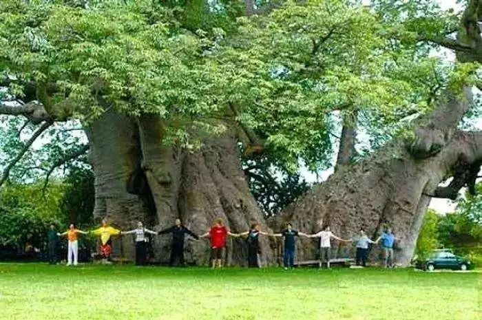 最粗的树_世界最高 最粗 最大 最稀有 最古老的那些树,中国榜上有名