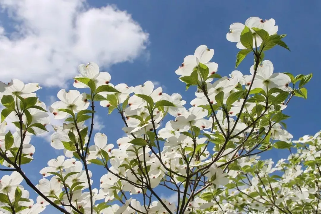 四照花-四照花的花可不是真正的大花朵,那在哪里呢?