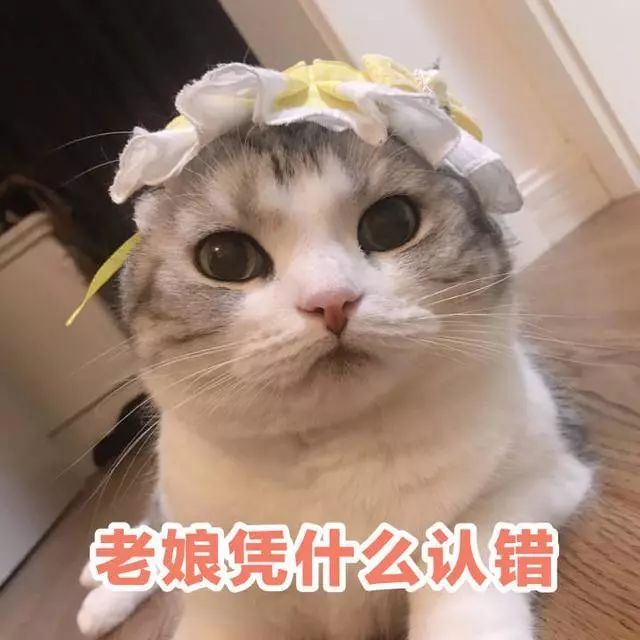 分享一组猫咪表情包丨生活终于对我这只小猫咪动手了