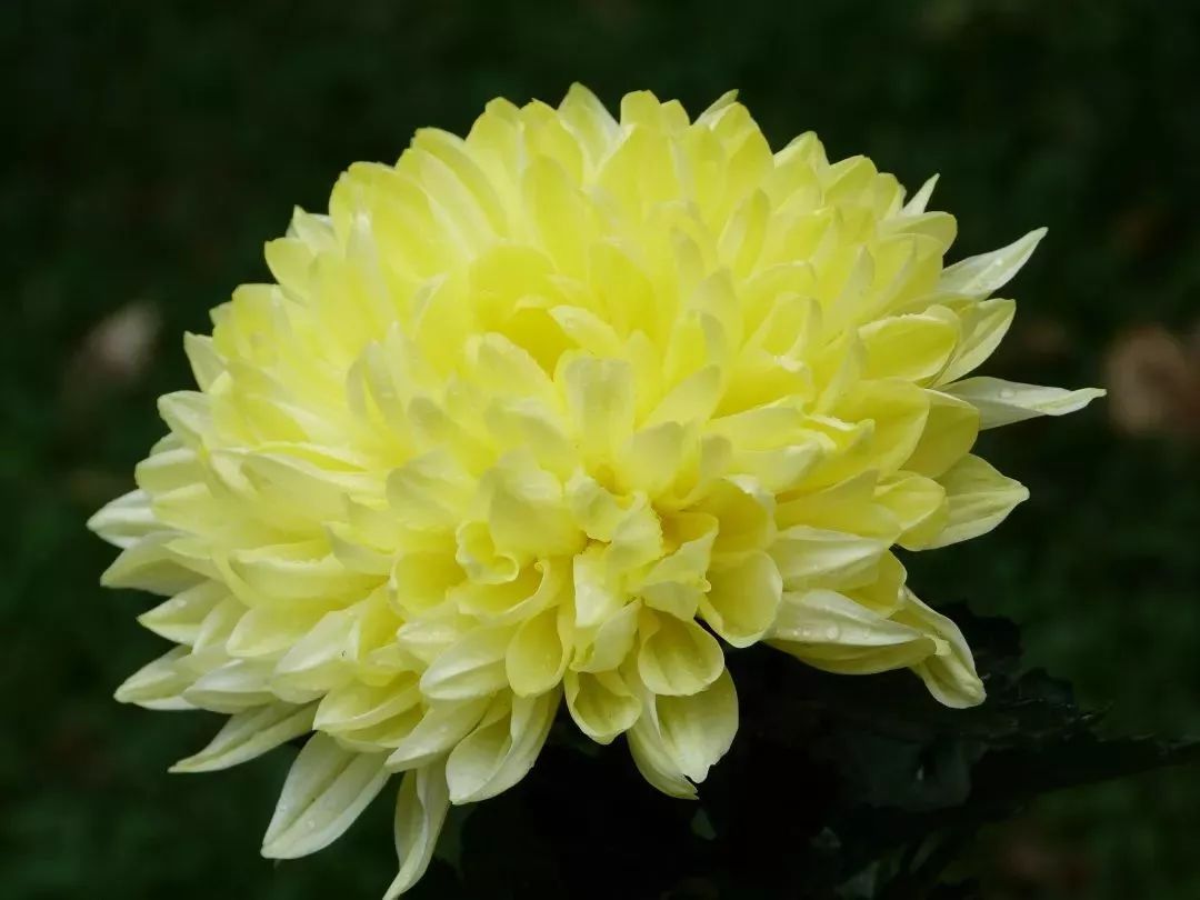 菊花的色彩丰富,花大小和形状各异,品种繁多.