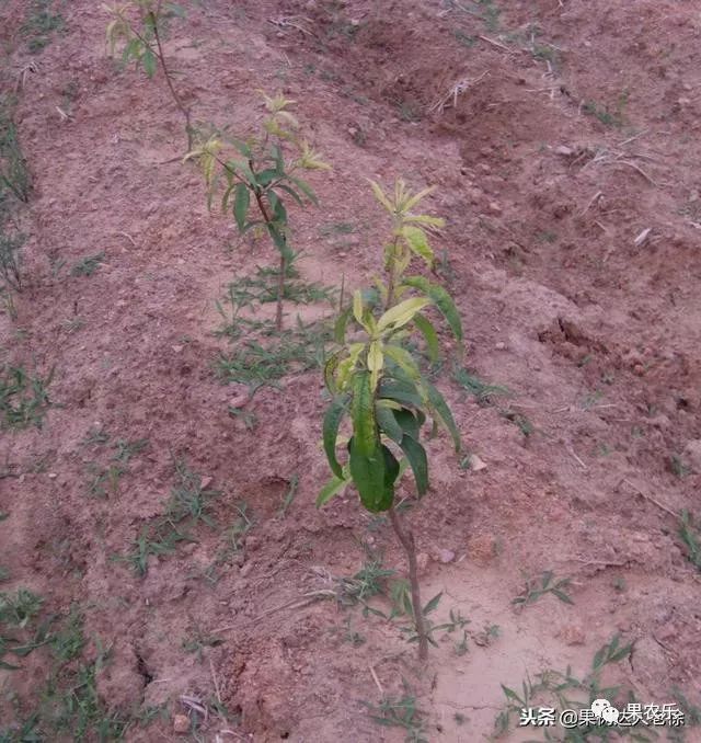 不少果农在应用农药解决病虫害的过程中存在应用不对路,利用桃树夏季