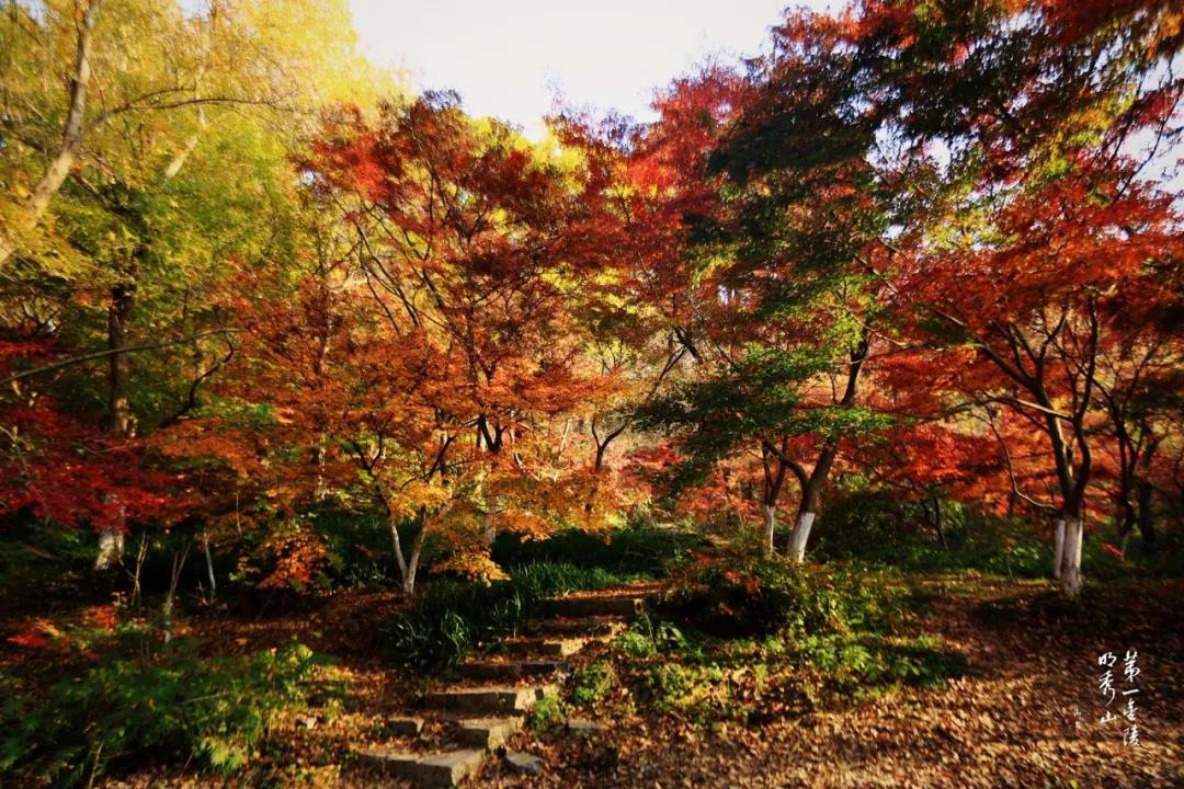 栖霞山丨秋风染凉念卿无恙