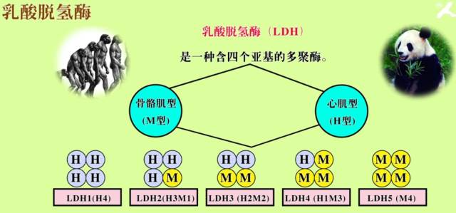 乳酸脱氢酶 Ldh 研究最为清楚的同工酶 组织