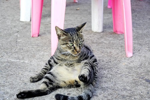 狸花猫肚子里有毛球怎么办,狸花猫肚子里的毛