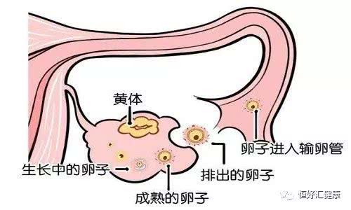 反之,如果卵泡本身发育不良,难以排出优质的卵子甚至排不出卵子