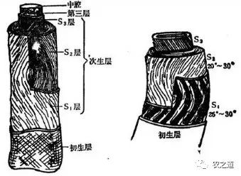 【棉花知识】棉纤维的形态结构