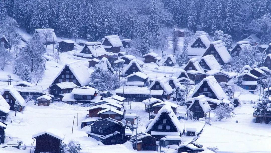 专栏作家▏今夜又见漫天飞雪