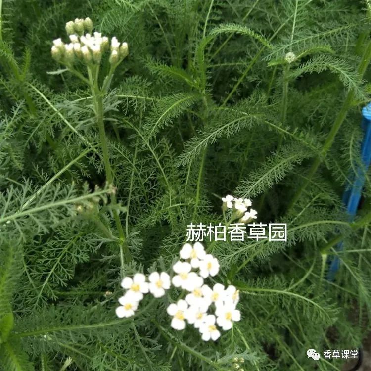 漂亮又芳香的开花香草来袭_品种