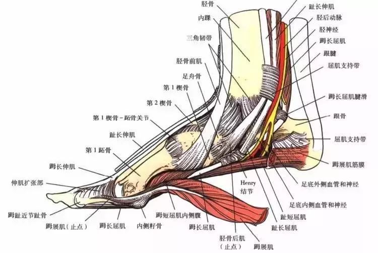 各关节活动度参考值大全 建议收藏!