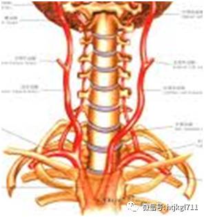 能摸到搏动的那根就是它,是负责将营养和氧气输送给大脑的主干动脉,颈