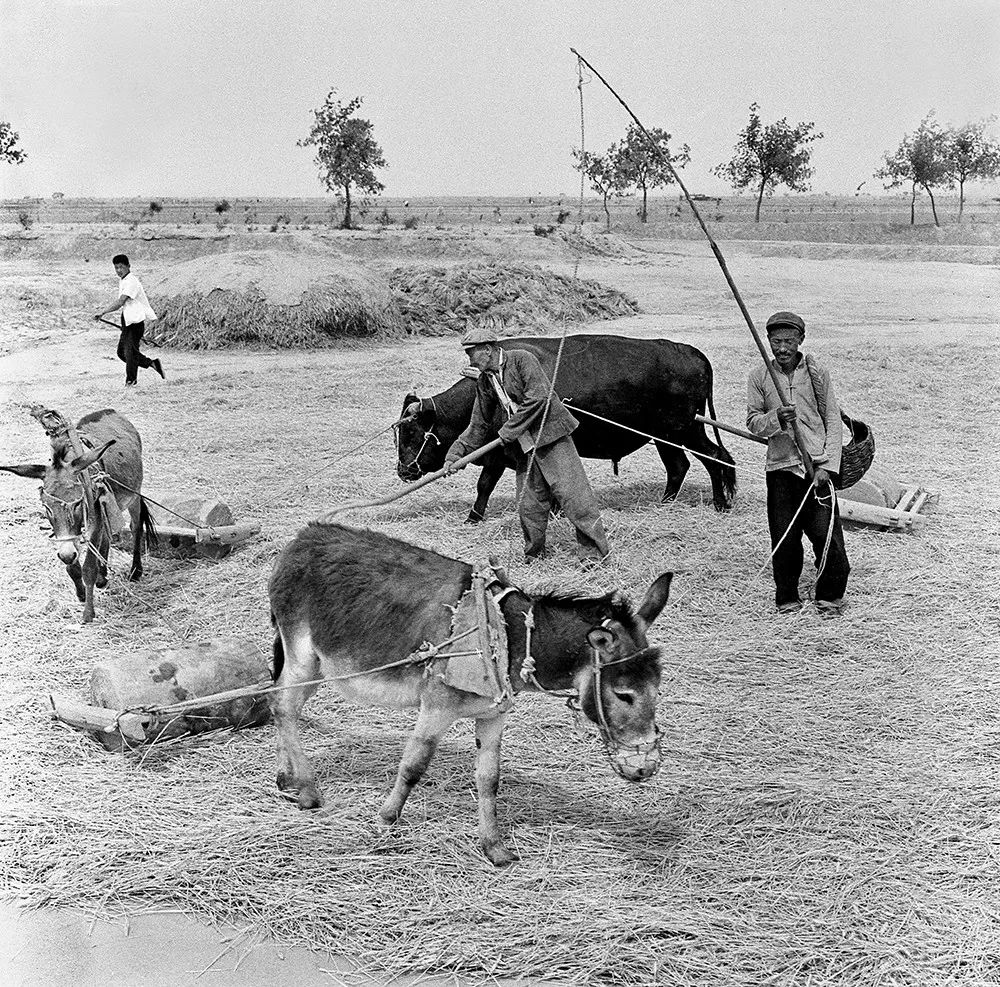 1965年,乐陵县义和屯村拍摄的农村麦收场景.