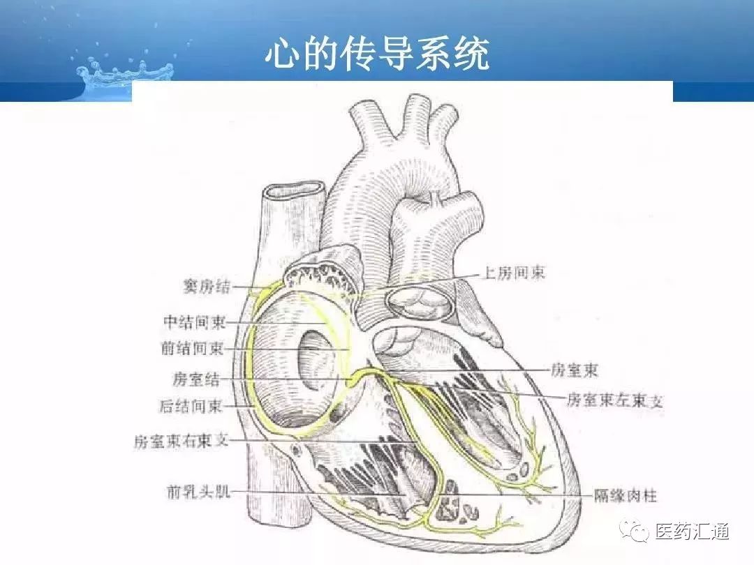 人体动静脉解剖基础知识汇总