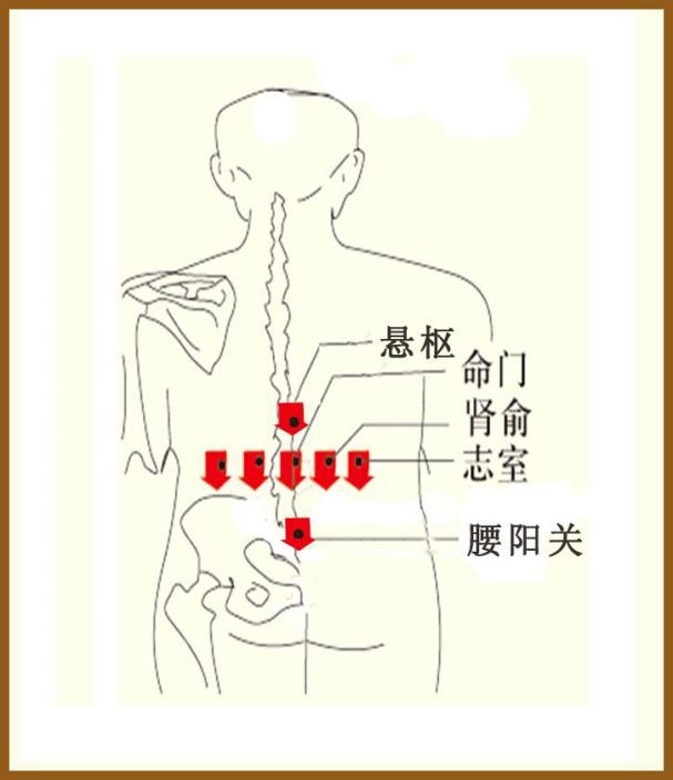 悬枢穴:位于腰部靠近脾胃,第1腰椎棘突下凹陷中(如下图).