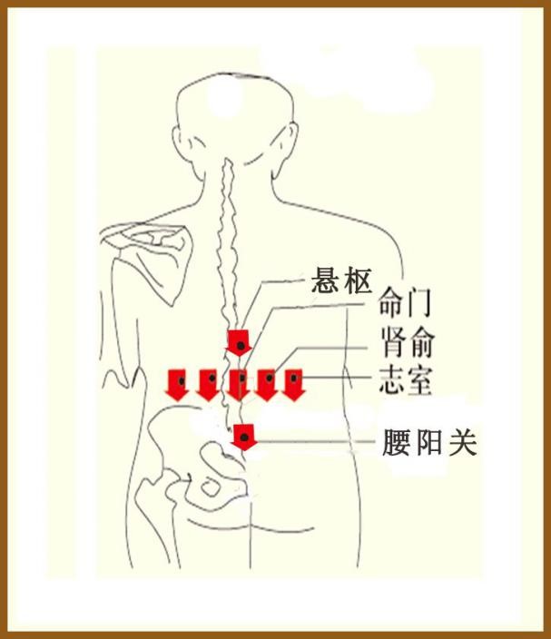 人体的悬枢穴有助阳健脾的作用,可以经常按揉.