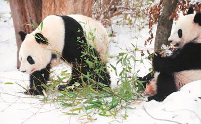 大熊猫龙凤胎将回中国