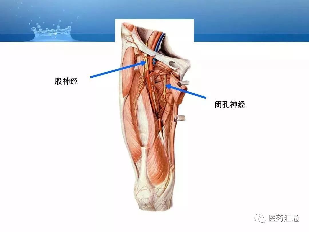 人体动静脉解剖基础知识汇总