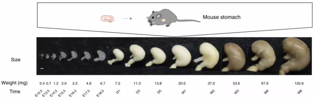 重磅北京蛋白质组研究中心团队绘制小鼠胃发育过程的多组学图谱