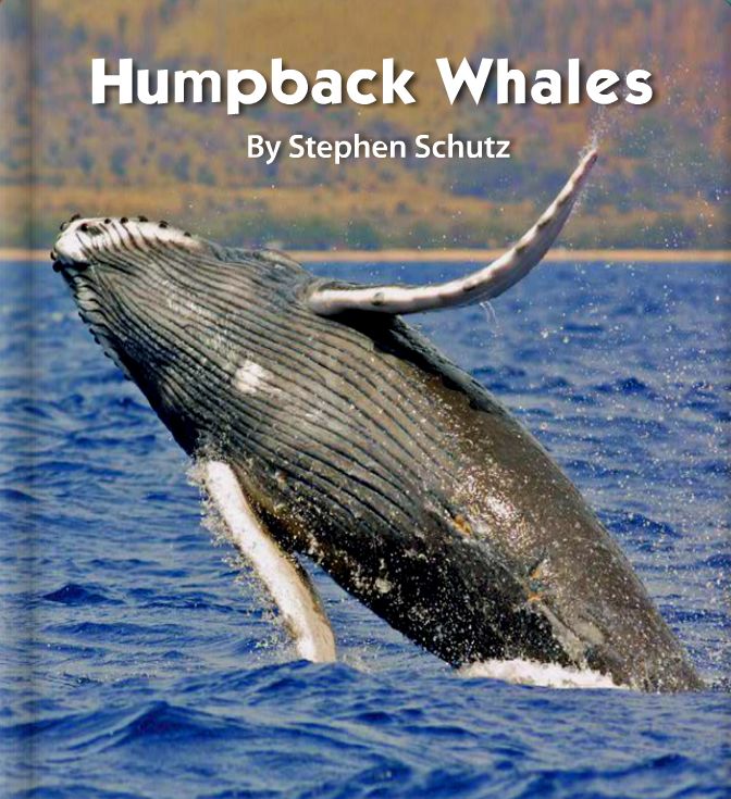 阅读小达人-幼儿组 | humpback whales