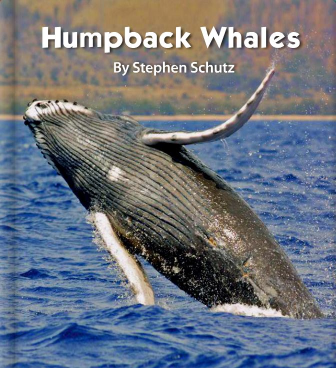 阅读小达人幼儿组humpbackwhales