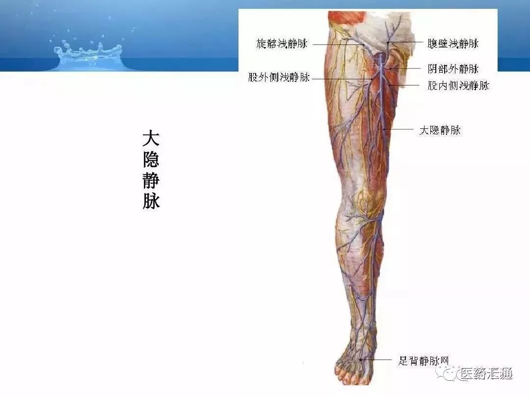 人体动静脉解剖基础知识汇总