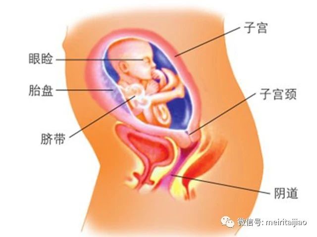 胎动:这时,如果子宫收缩或受到外方压迫,胎儿会猛踢子宫壁,把这种信息