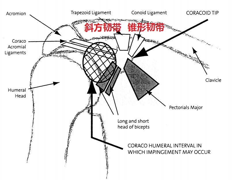 肩关节喙突上主要有哪些韧带,肌腱附着呀?