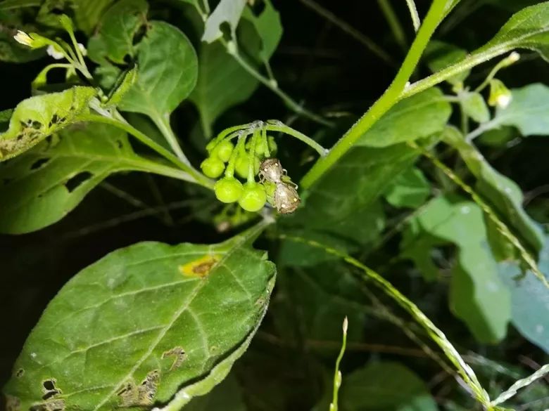 沟眶象七星瓢虫中华树蟋短额负蝗暗黑鳃金龟中华扁锹甲在观察认识到小