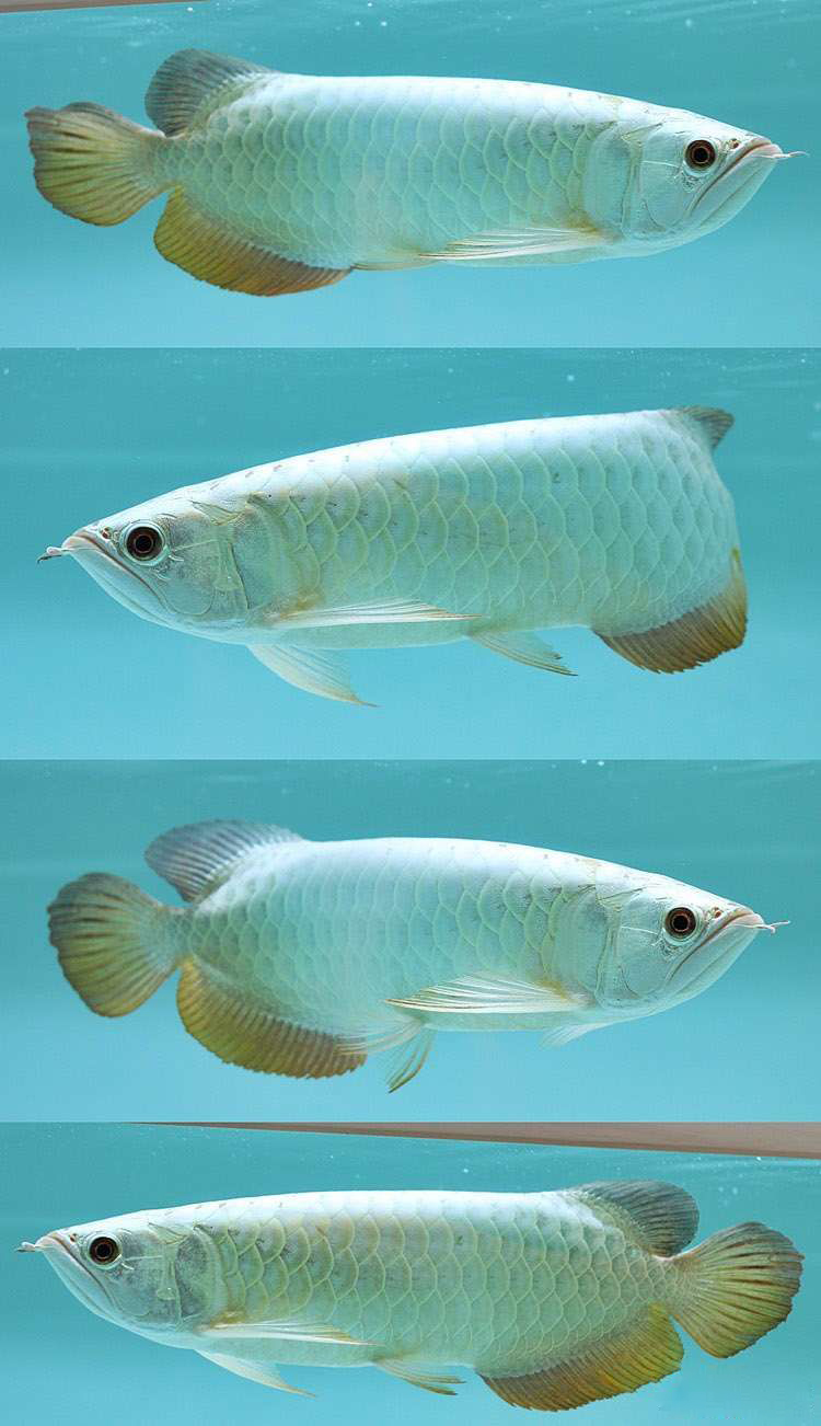 改良白金龙鱼对阵古典传统金龙,你会pick哪一款?