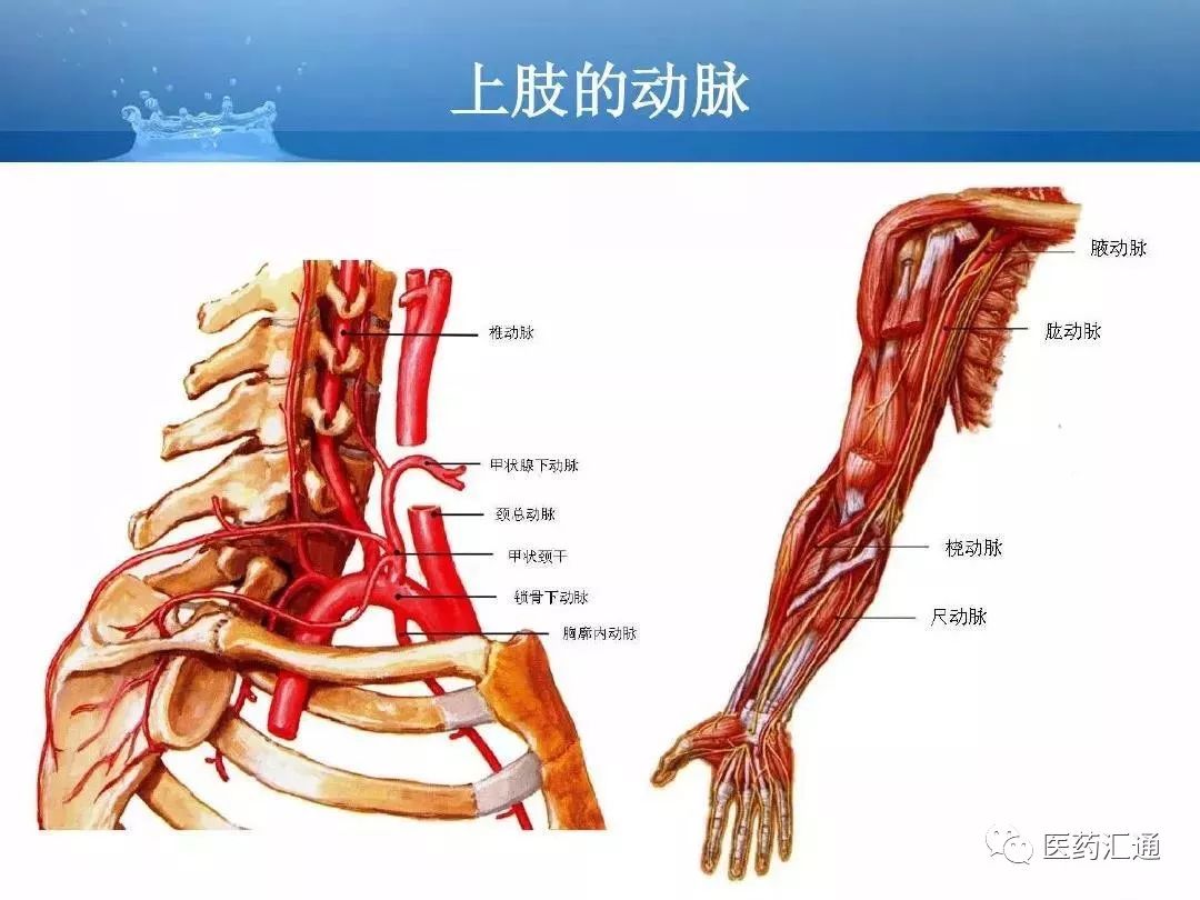 人体动静脉解剖基础知识汇总