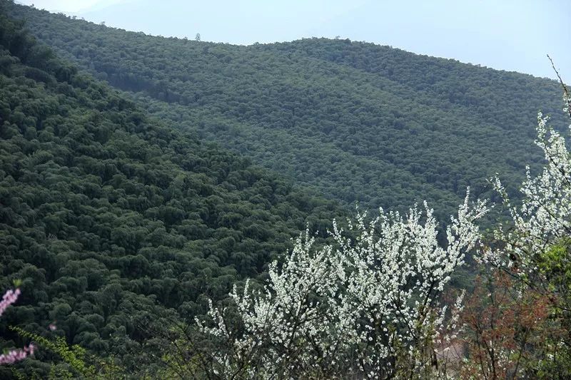 上张村,俗称"张坞"张坞村"上张坞,位于安吉县报福镇西南,东连