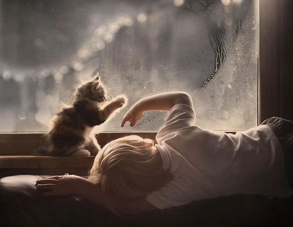 小男孩和猫咪守着窗户玩耍,画面唯美动人.
