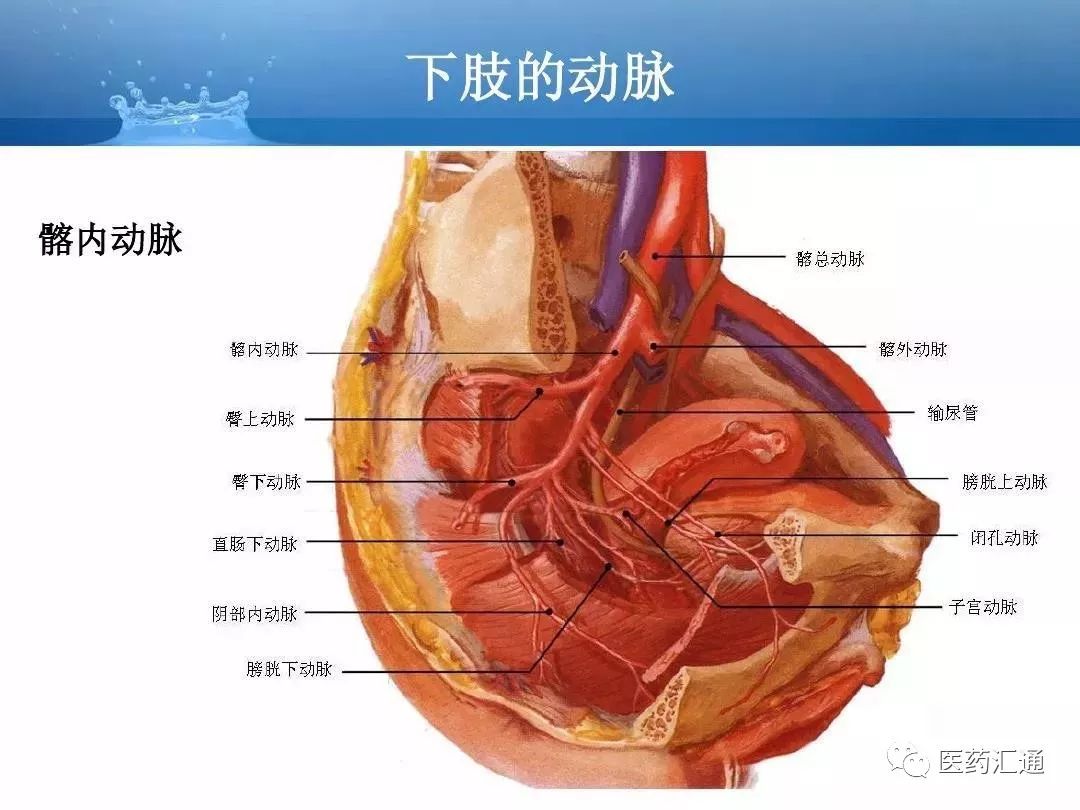 人体动静脉解剖基础知识汇总